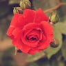 Reela P