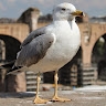 Carlotta Bubbico