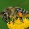 Alkebulan Hive