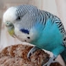 Даниил Чубариц