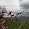 suhale sharam