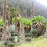 Mutuku Mulela
