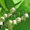 Інна Лагунова