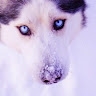 Dolya Fx
