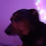 Gam Aka