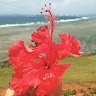Kehualani Alo