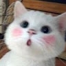 Hi Hello