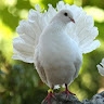 olifile malebana