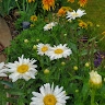 Mary Haase