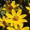 Adisu Jemal