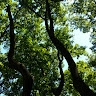Sultana Afrooz