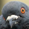 Picky Pigeon