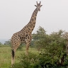 kibuuka wilfred