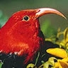 Kahealani Naeole