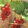 Tsivya Sebban
