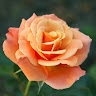 Rose Bizub