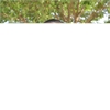 Urenyang Theophilus