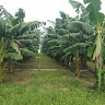 Braima Amadu