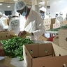 GREEN FRESH FOOD