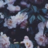 Birgit  