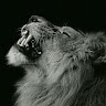 Shad Sleek_B