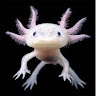 Alexander Salamander