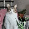 Giusy Torrisi