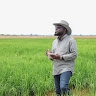 kofi gyasi