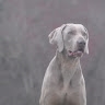 STUNNING WEIMS