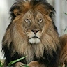 Jason Muthomi