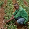 julius gitonga