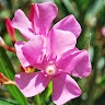 Светлана Кушнир