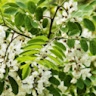 BELAYA ACACIA