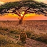 brian kiptoo