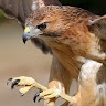 Eftixis Sartz