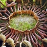 Kamau Kokayi