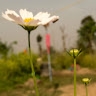 bishal hamal