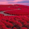 Maki T