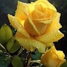 Yellow Rose