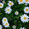 Nandudu Emily