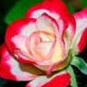 Sushma Anne