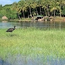 Andy Maro Tola