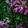 diffusioncecileamusic  