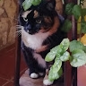 Rosalba Pecoraro