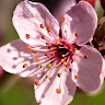 Magnolia Natera