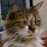 Bronte A