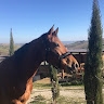 settimio coccia