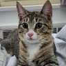 Mimi Chicotel