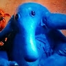 Drallid  