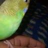 Khairun Nessa